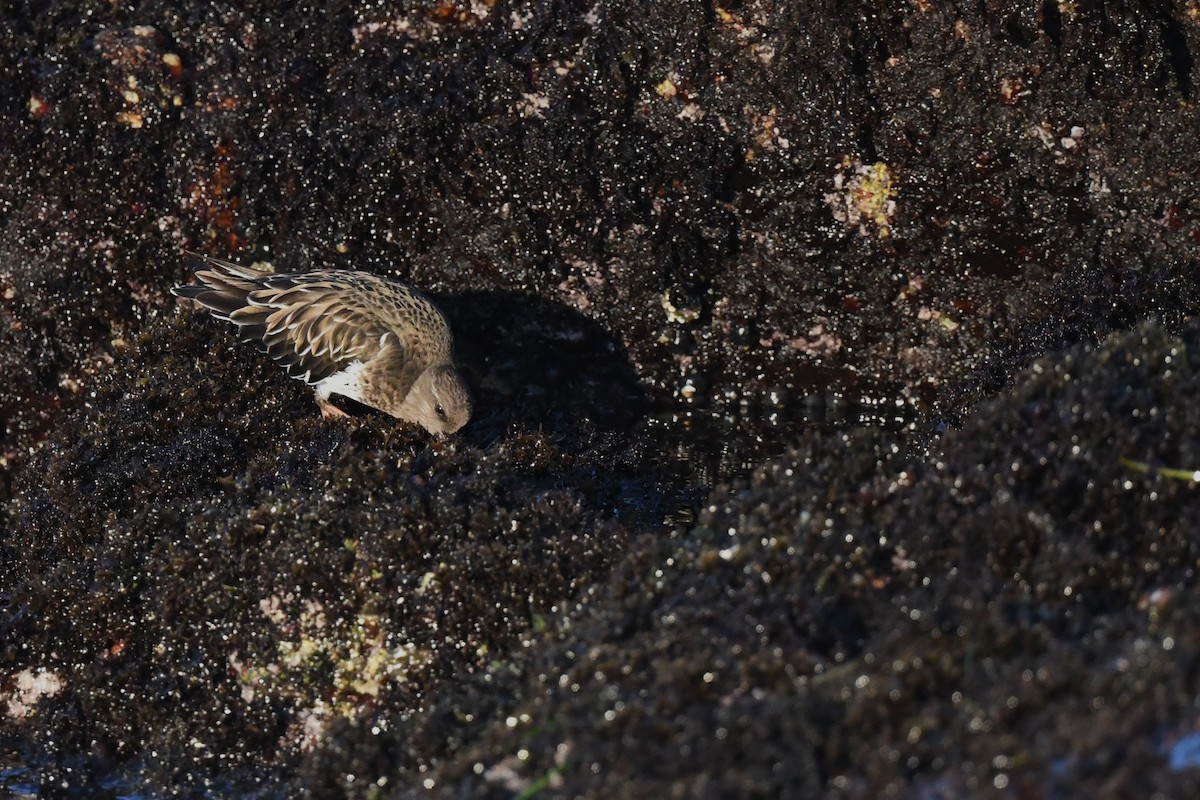 Black Turnstone - ML627159750