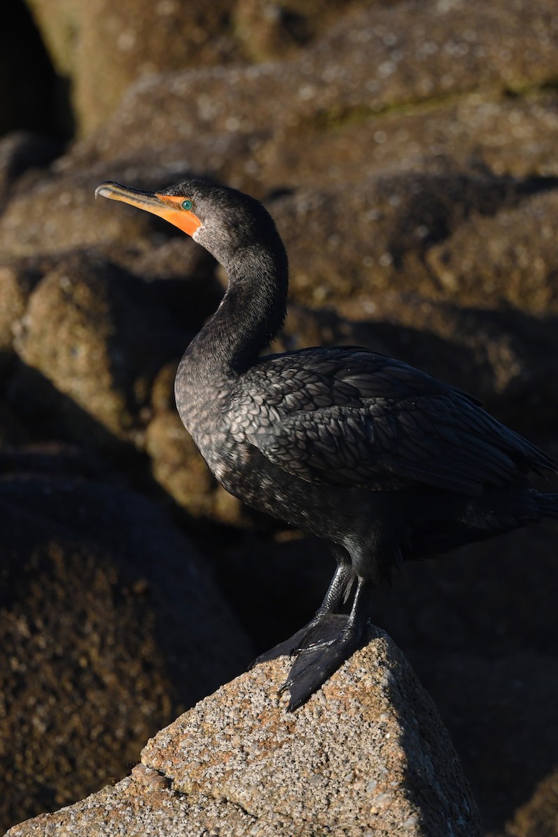 Double-crested Cormorant - ML627159767