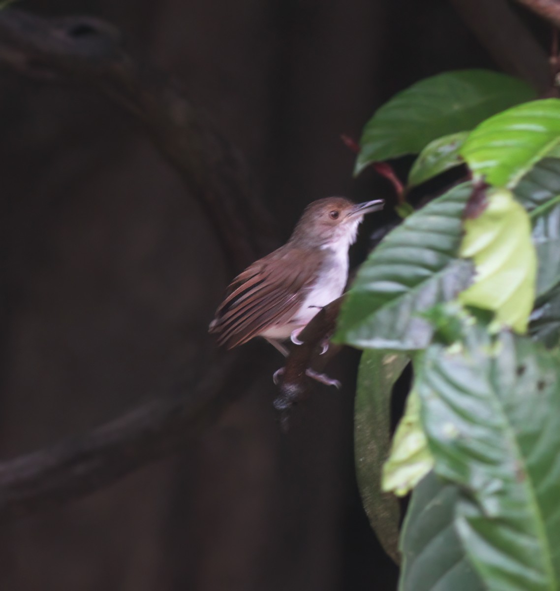 White-chested Babbler - ML627159806