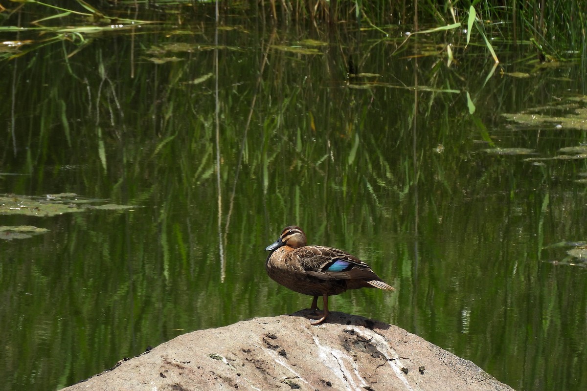 Pacific Black Duck - ML627159820
