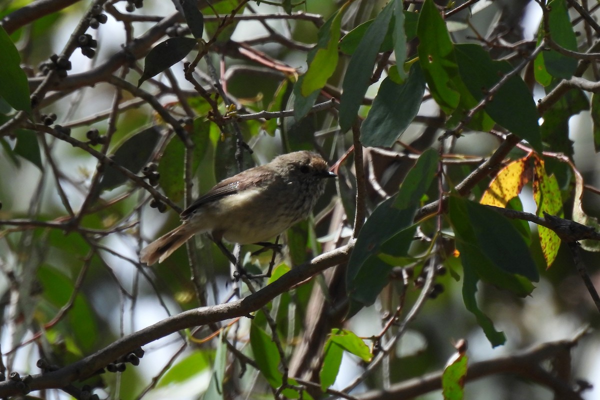 Brown Thornbill - ML627159837