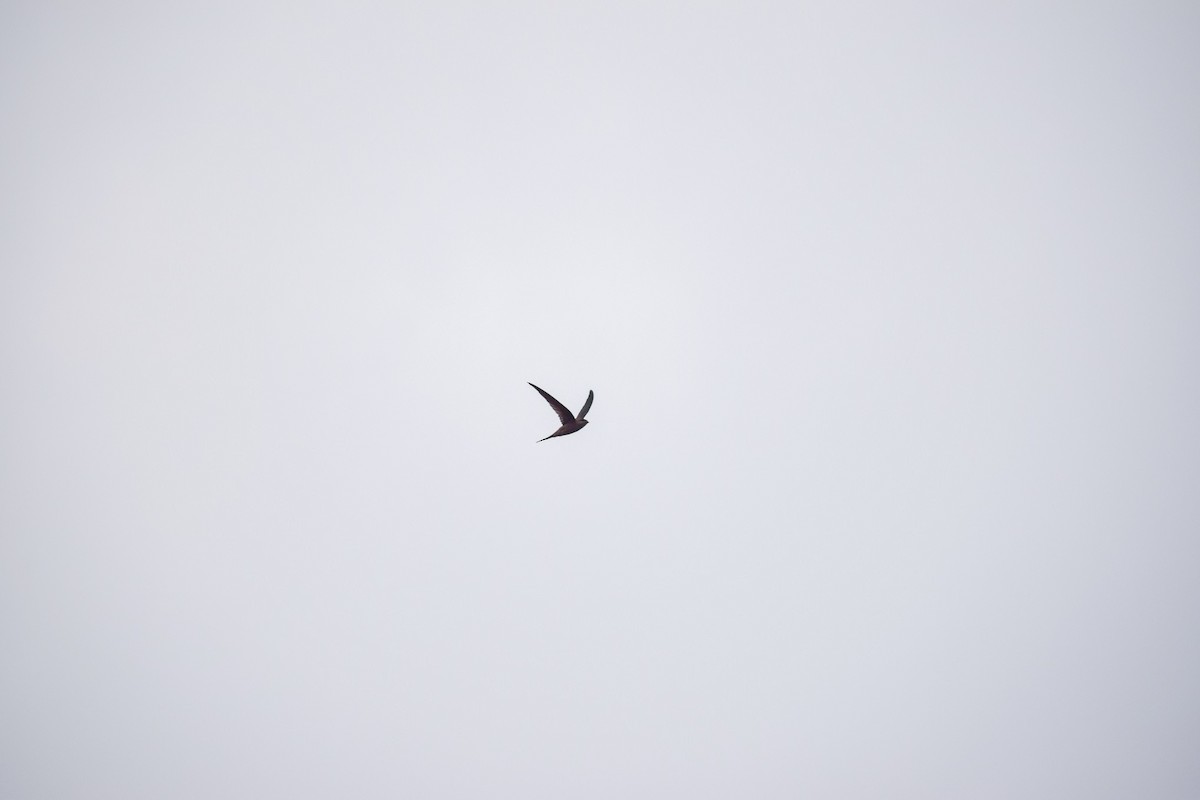 Asian Palm Swift - ML627159925