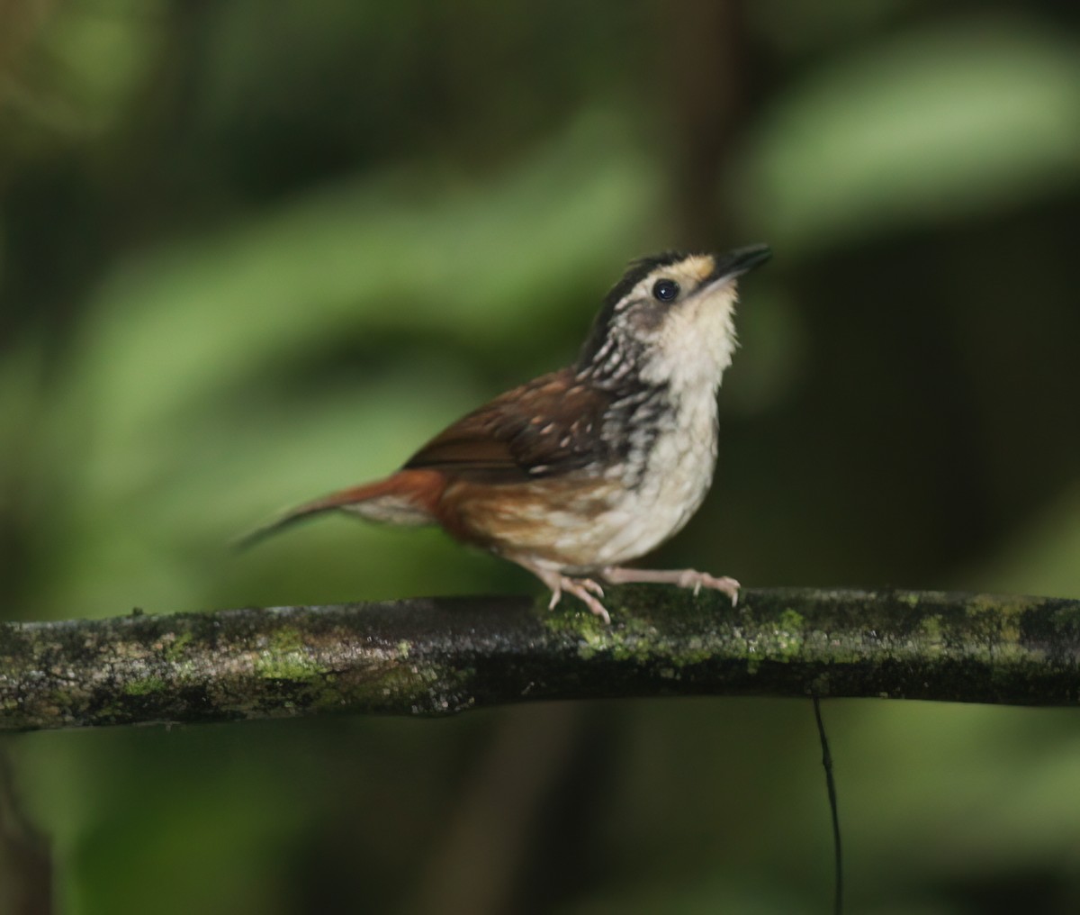 Striped Wren-Babbler - ML627160014
