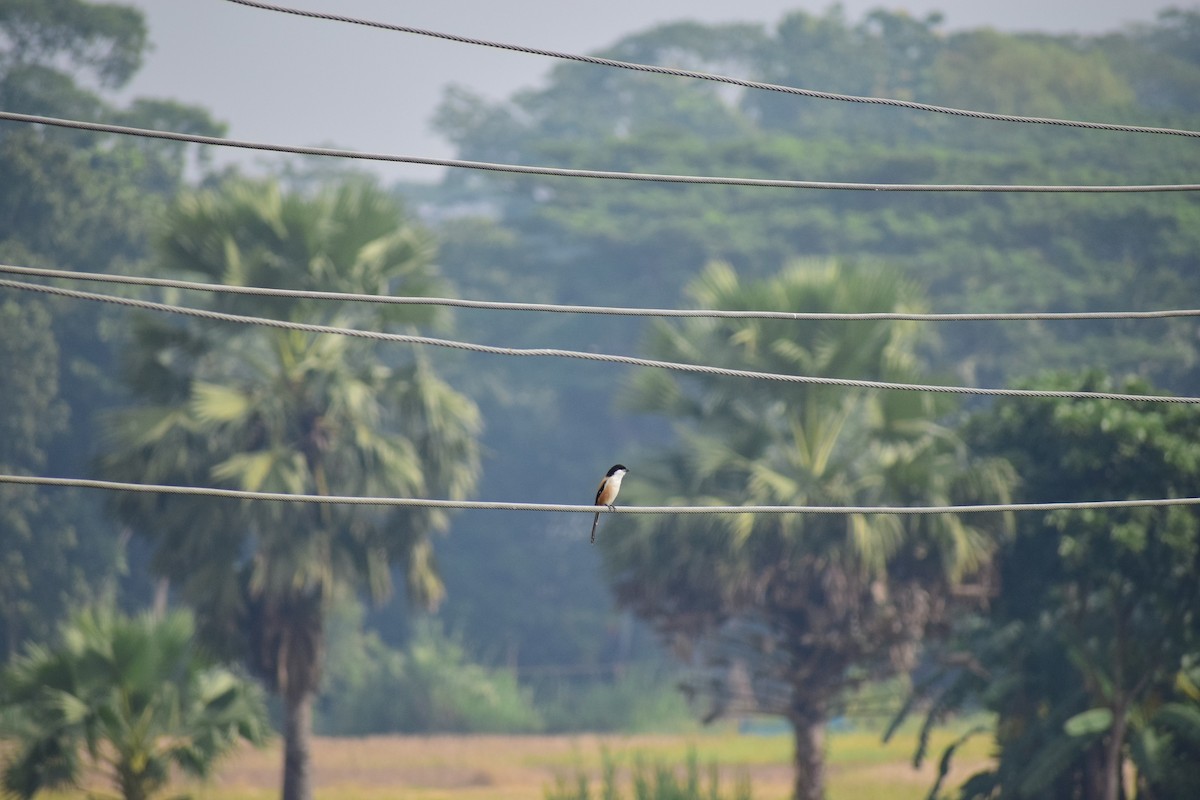 Long-tailed Shrike - ML627160024