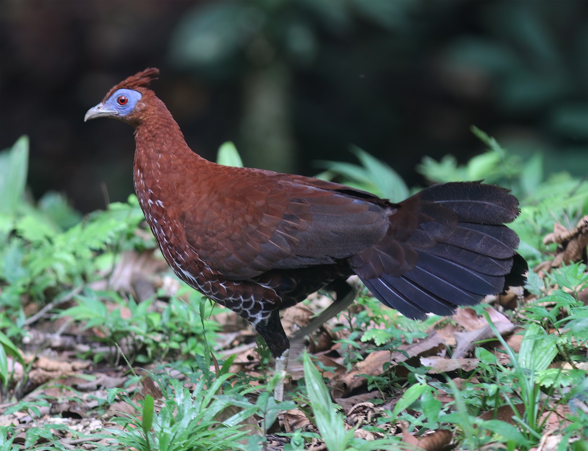 Bornean Crested Fireback - ML627160046