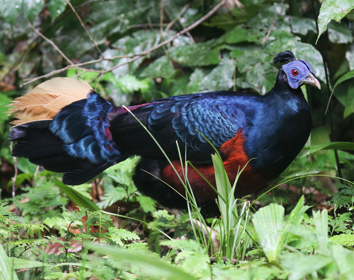 Bornean Crested Fireback - ML627160047