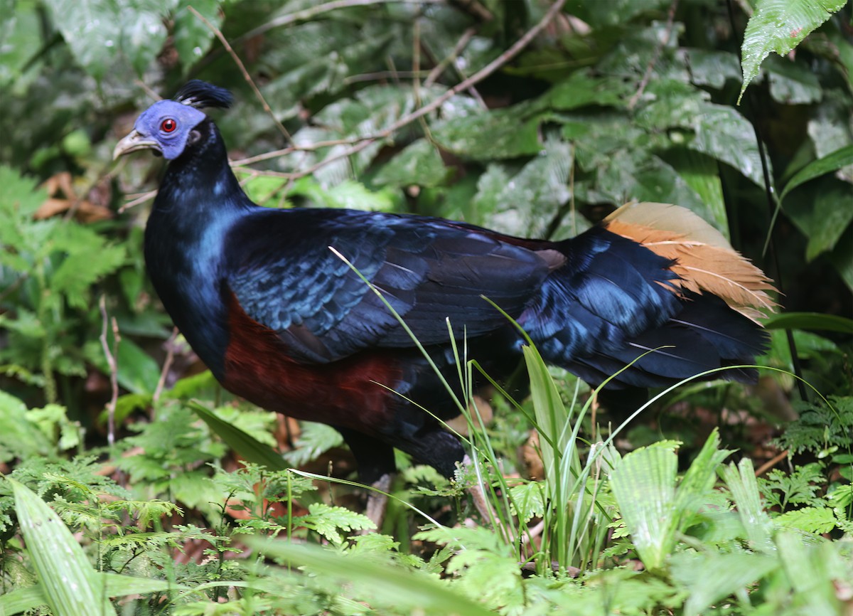 Bornean Crested Fireback - ML627160048