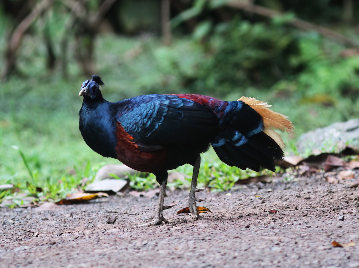 Bornean Crested Fireback - ML627160049