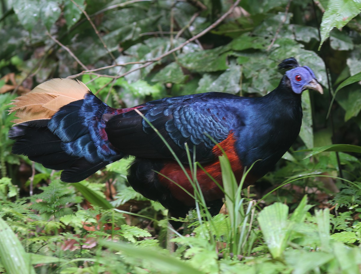 Bornean Crested Fireback - ML627160050