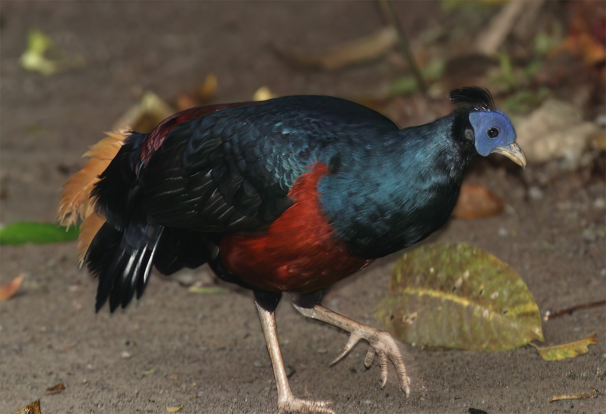 Bornean Crested Fireback - ML627160051