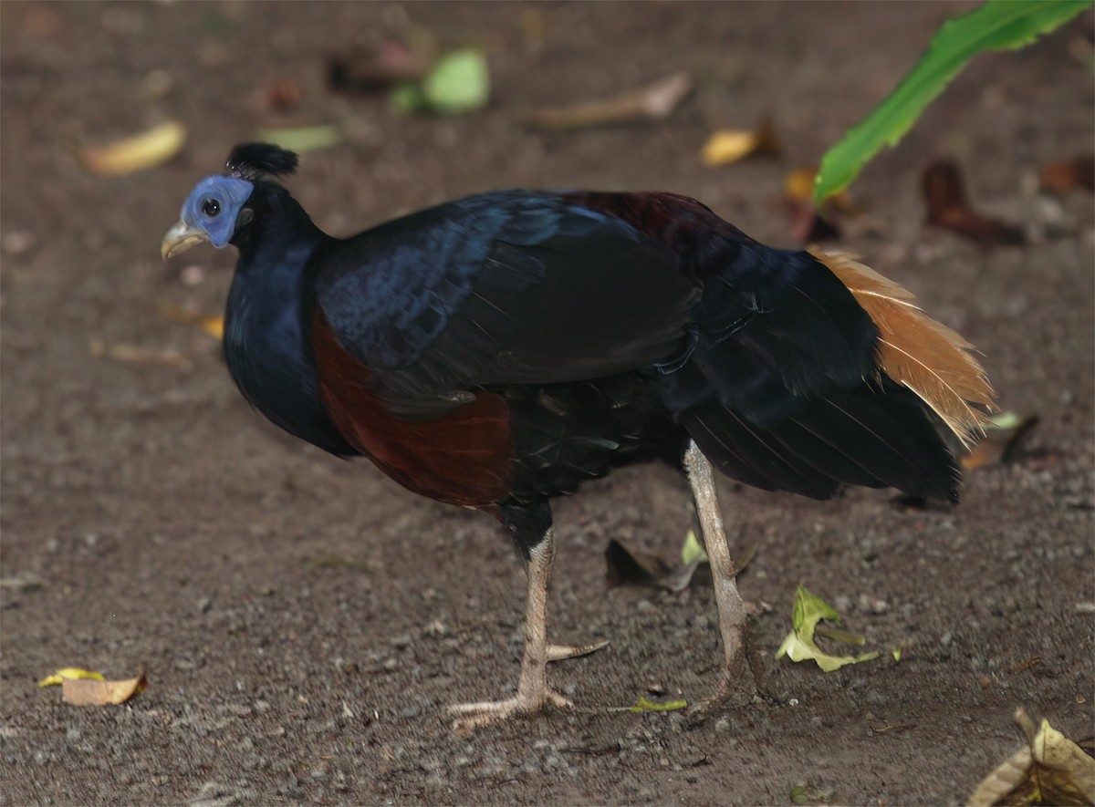 Bornean Crested Fireback - ML627160052