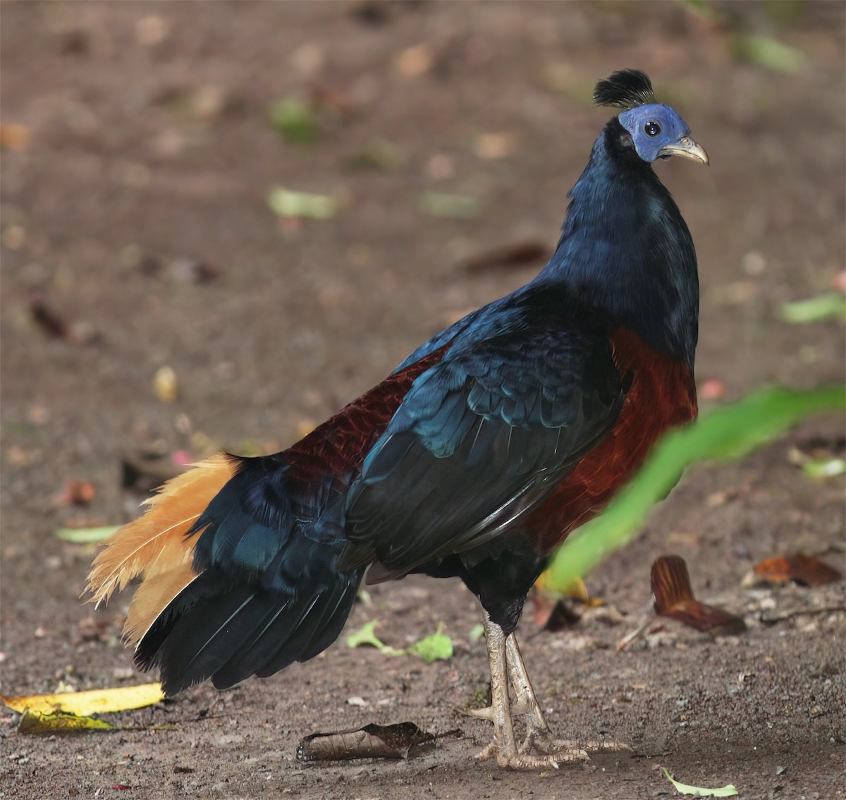 Bornean Crested Fireback - ML627160053