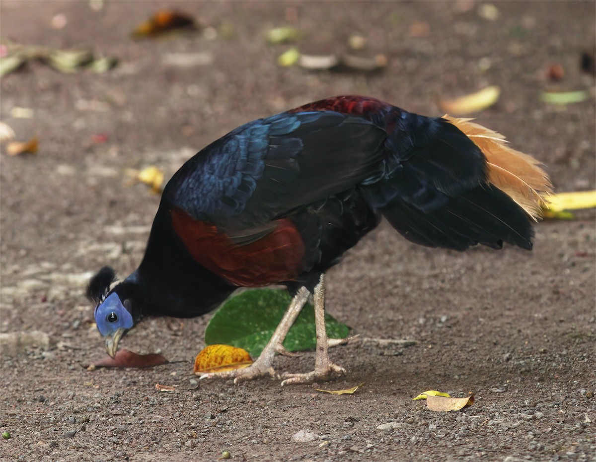 Bornean Crested Fireback - ML627160054