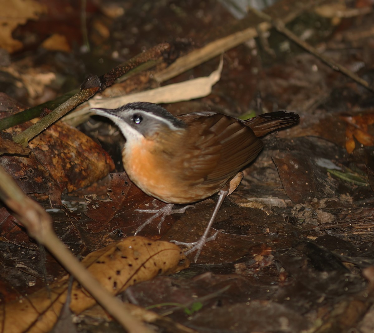 Bornean Black-capped Babbler - ML627160062