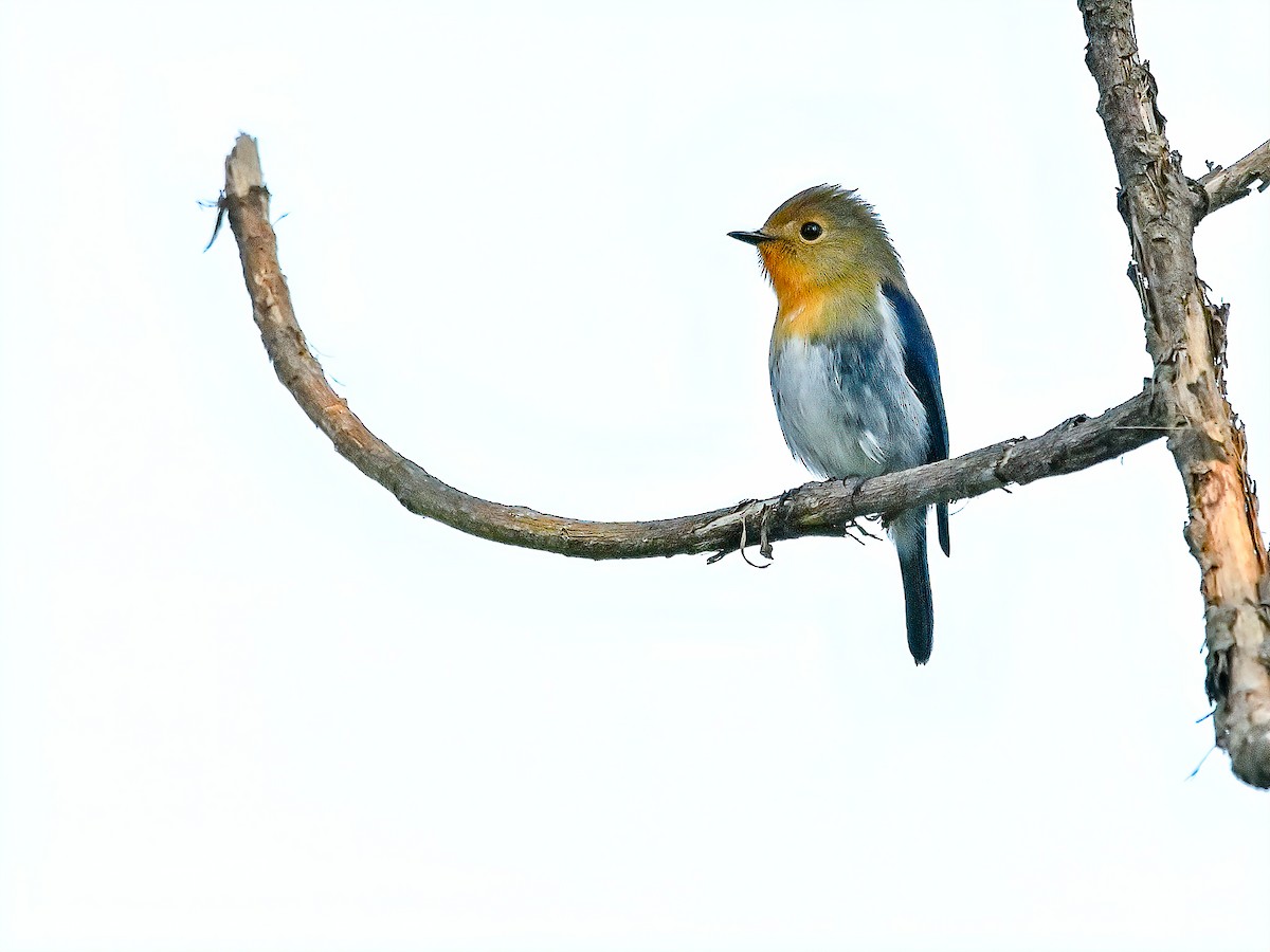 Saphirschnäpper - ML627160154