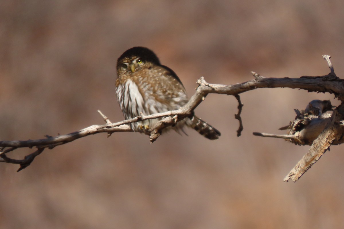 Northern Pygmy-Owl - ML627160187