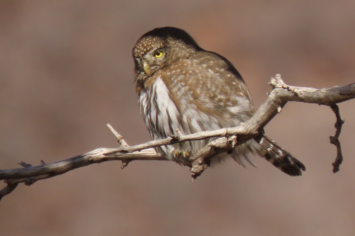 Northern Pygmy-Owl - ML627160190