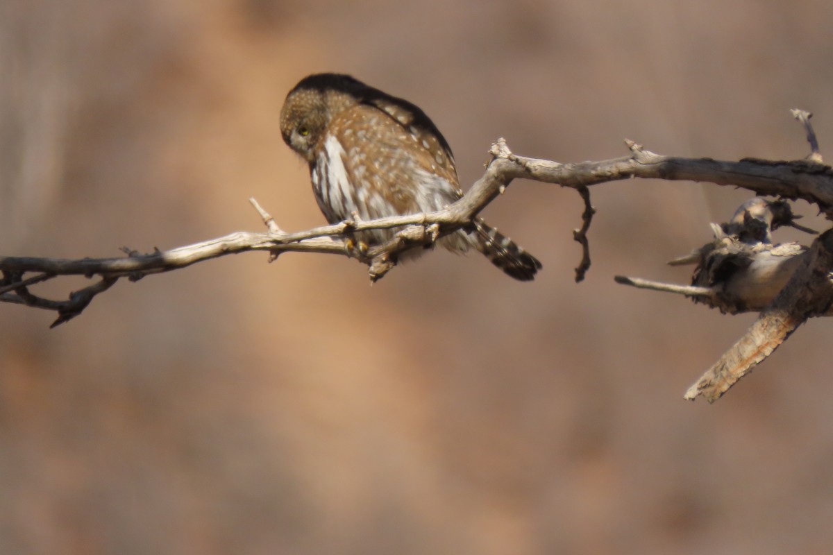 Northern Pygmy-Owl - ML627160192