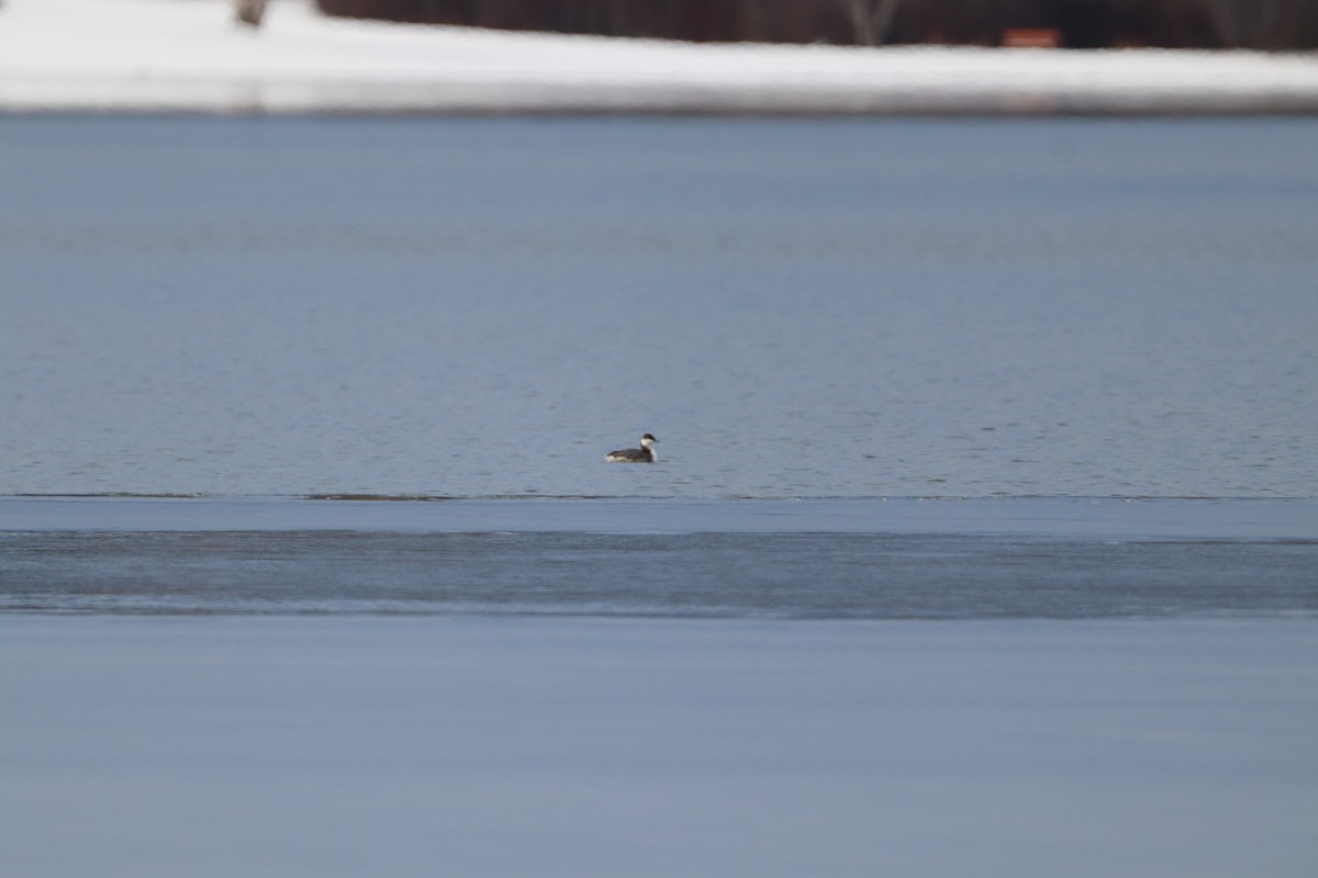 角鸊鷉 - ML627160279