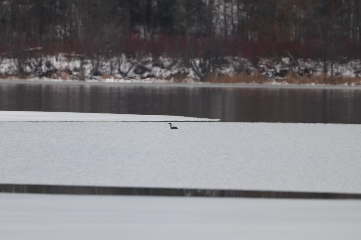 赤頸鸊鷉 - ML627160299