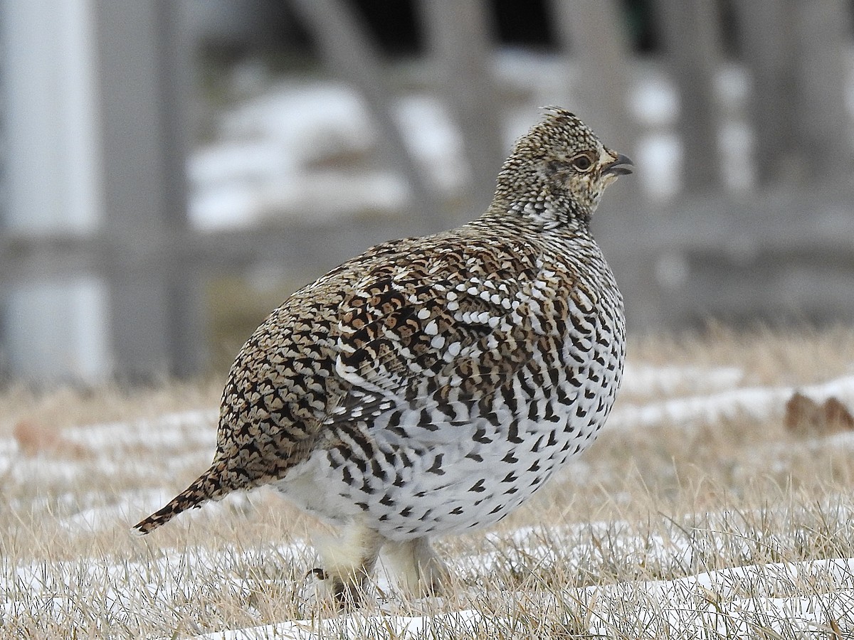 Sharp-tailed Grouse - ML627160484