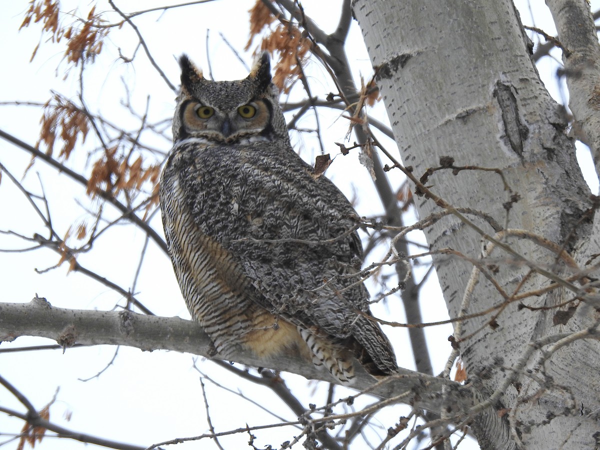 Great Horned Owl - ML627160486