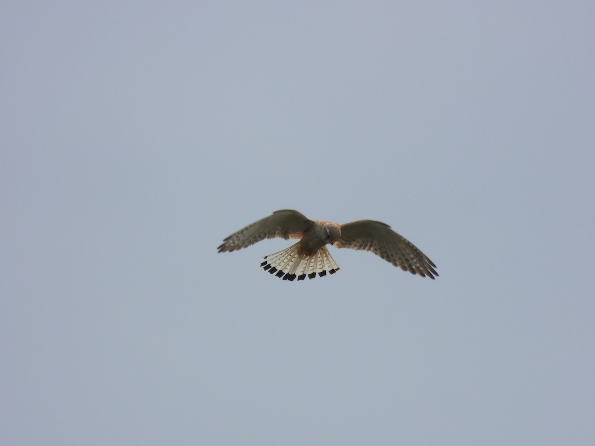 Nankeen Kestrel - ML627160973