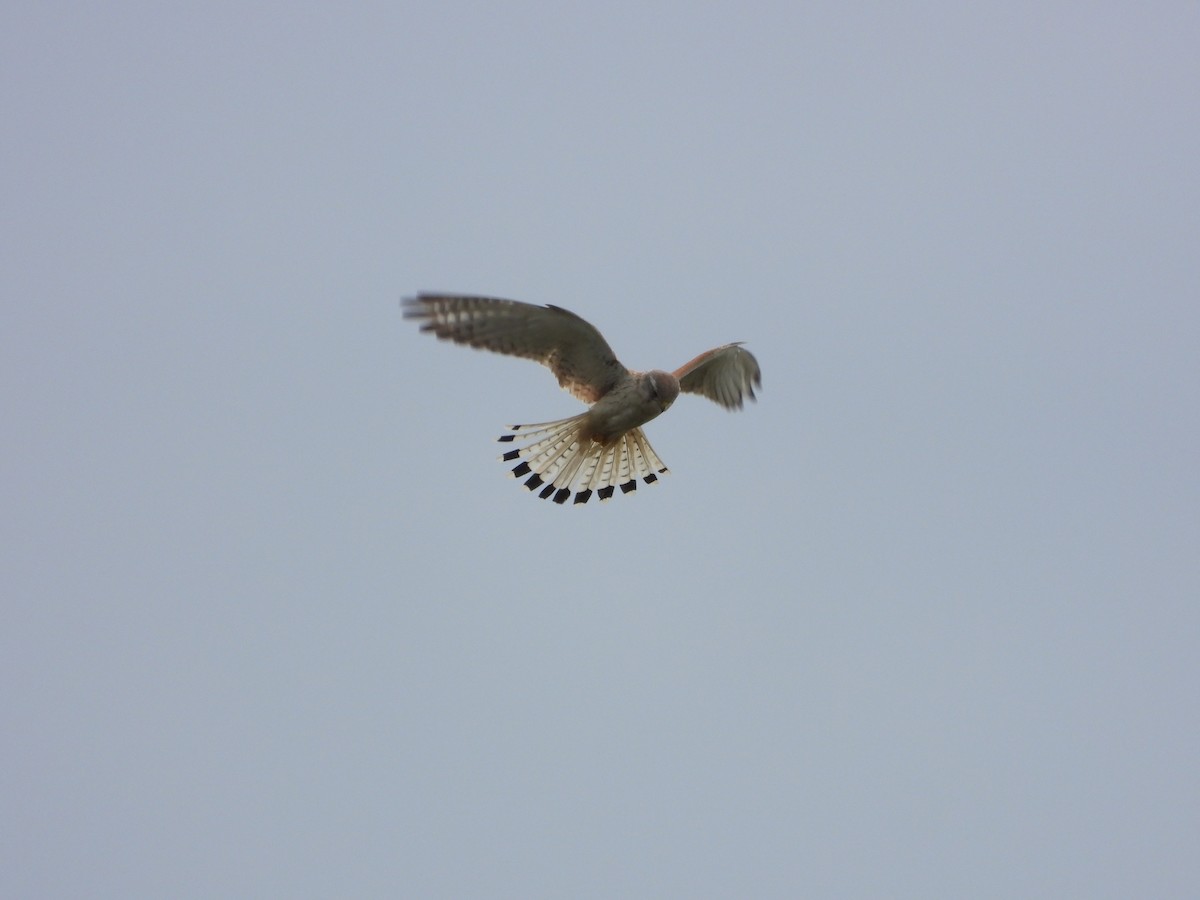 Nankeen Kestrel - ML627160975