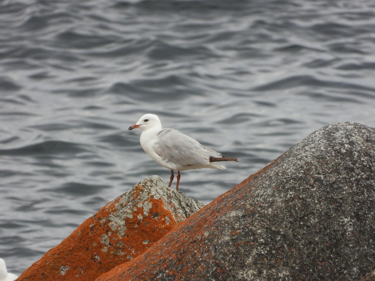 Silver Gull - ML627161036