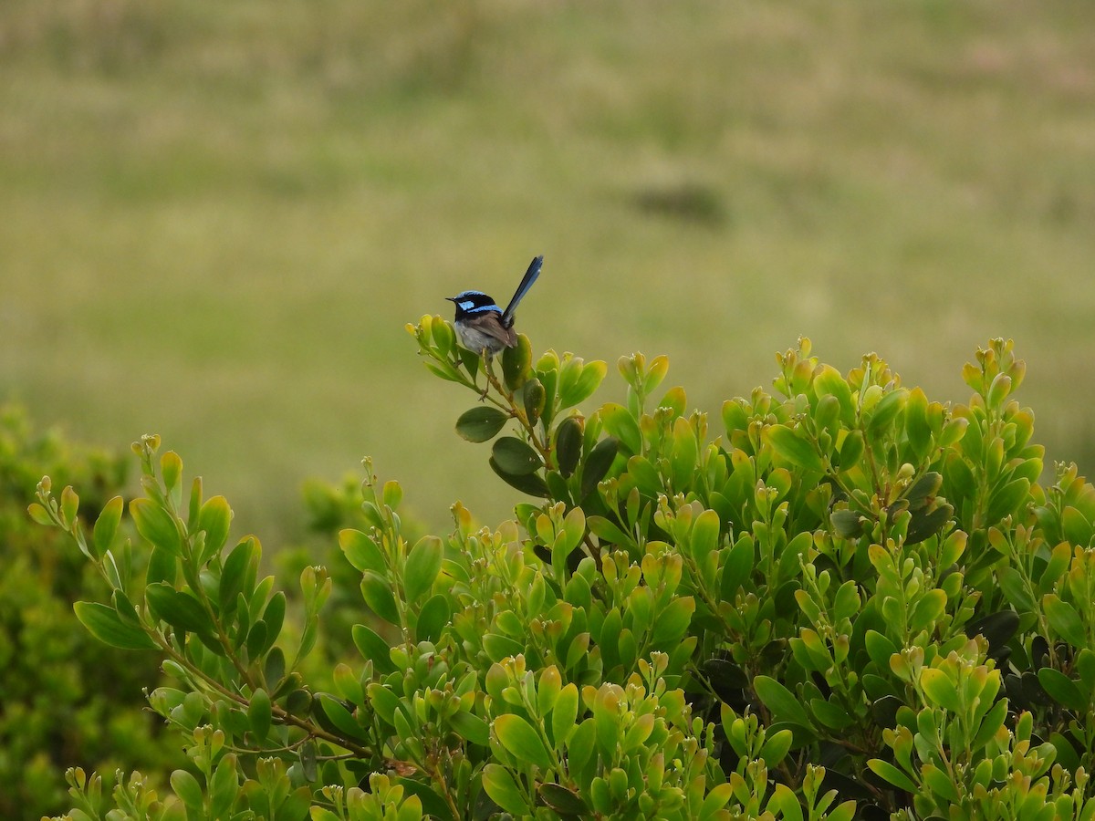 Superb Fairywren - ML627161037