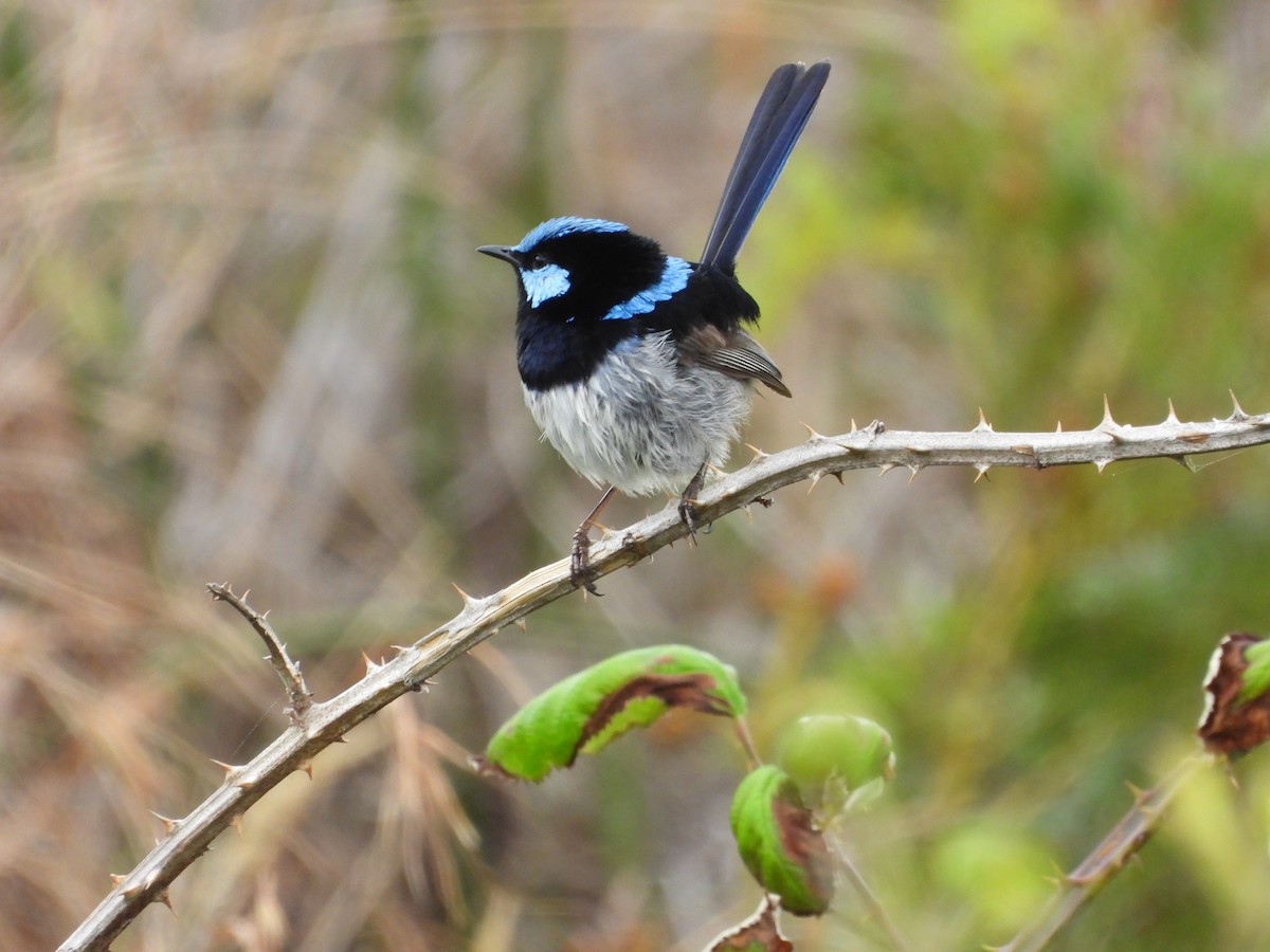 Superb Fairywren - ML627161038