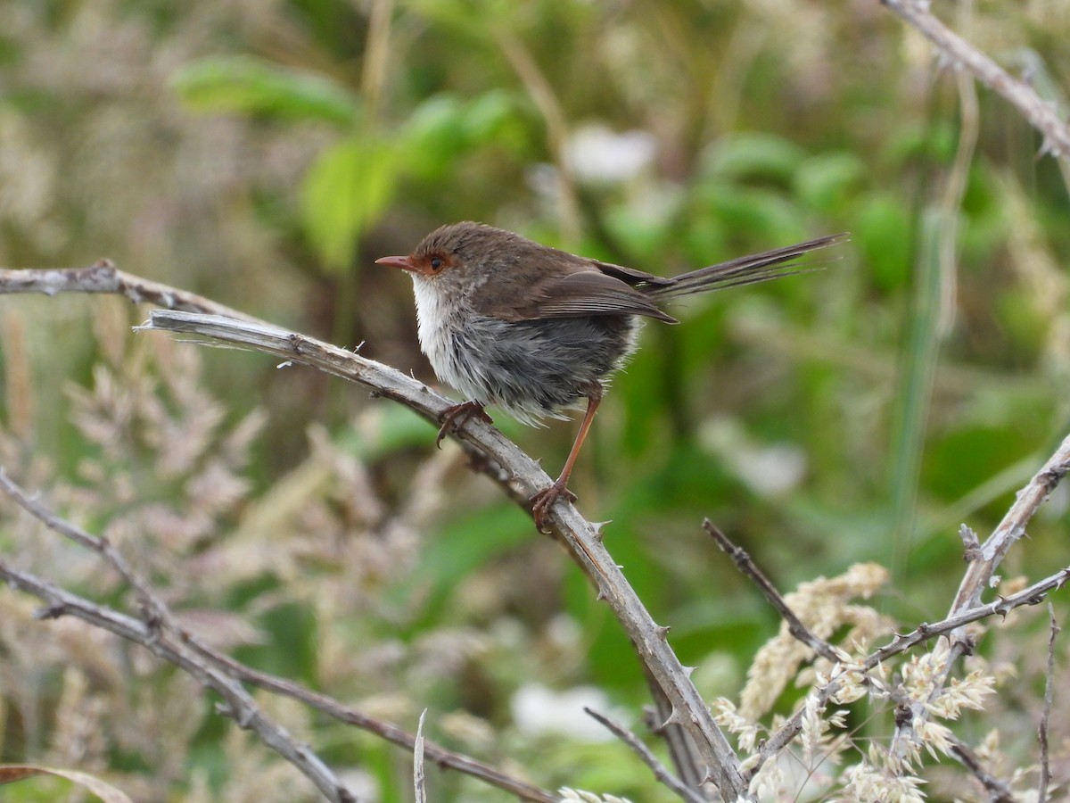 Superb Fairywren - ML627161039