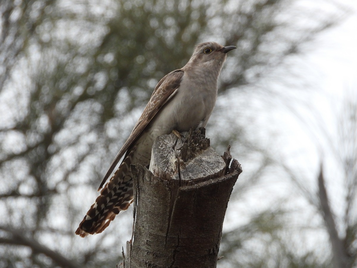 Pallid Cuckoo - ML627161092