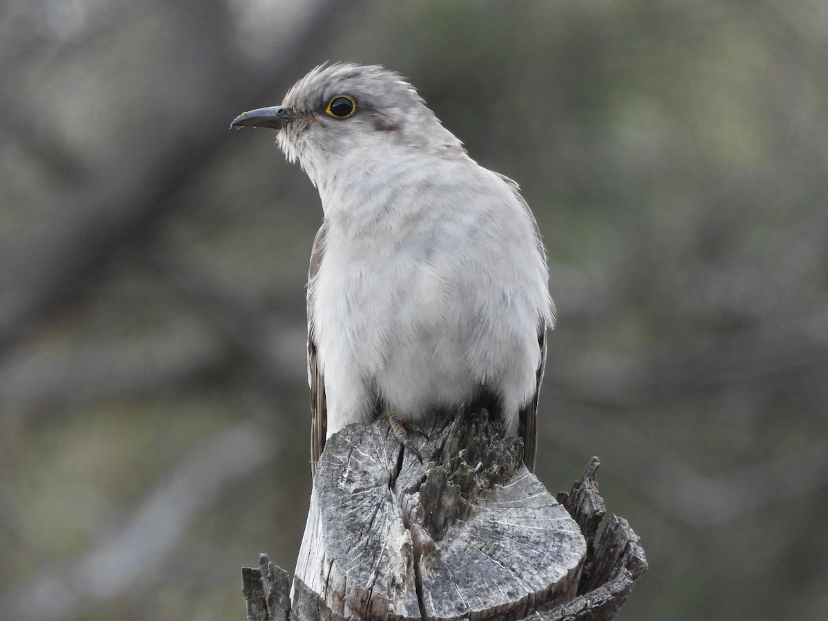 Pallid Cuckoo - ML627161097