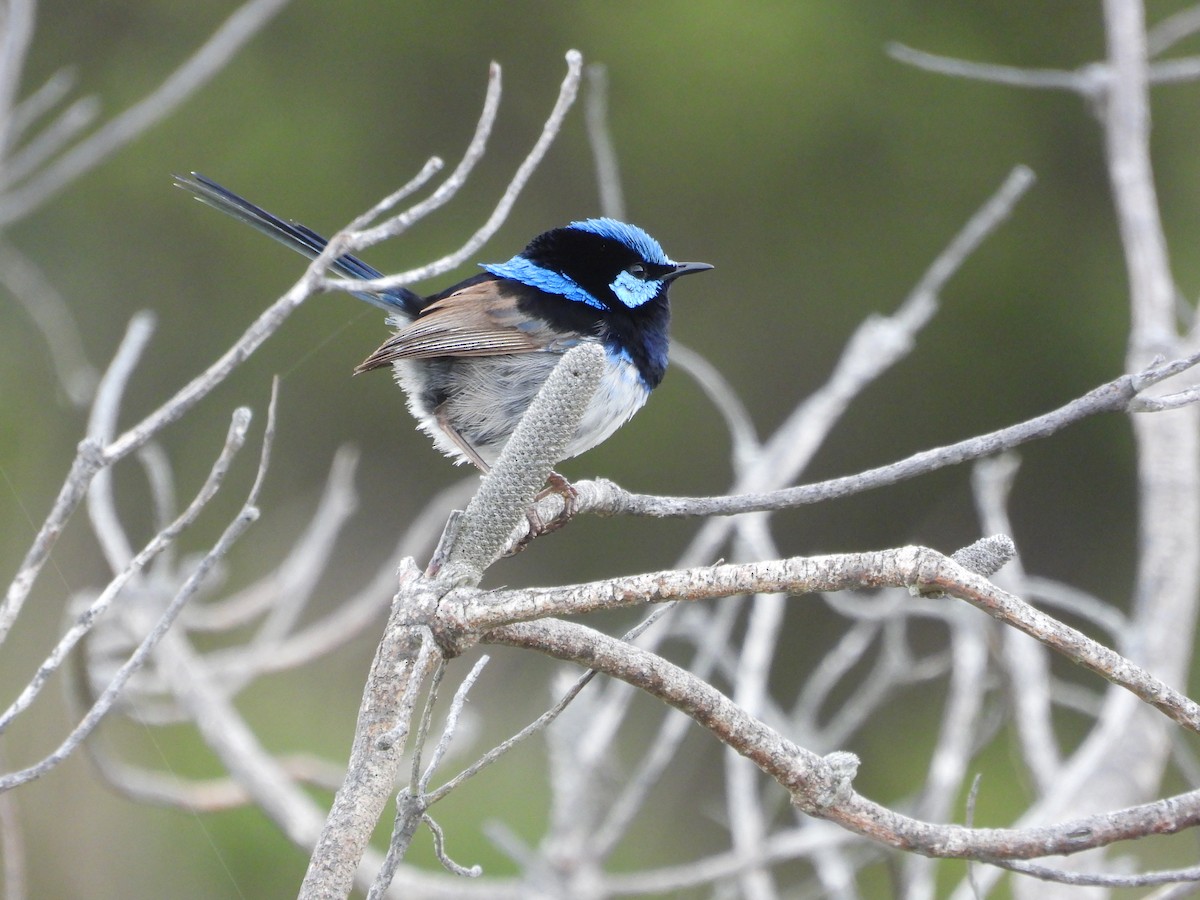 Superb Fairywren - ML627161100