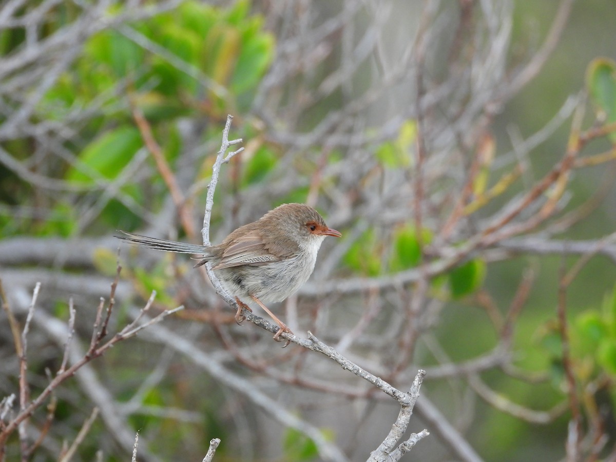 Superb Fairywren - ML627161106