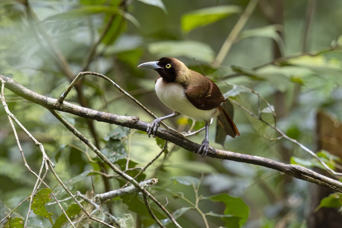 Lesser Bird-of-Paradise - ML627161112