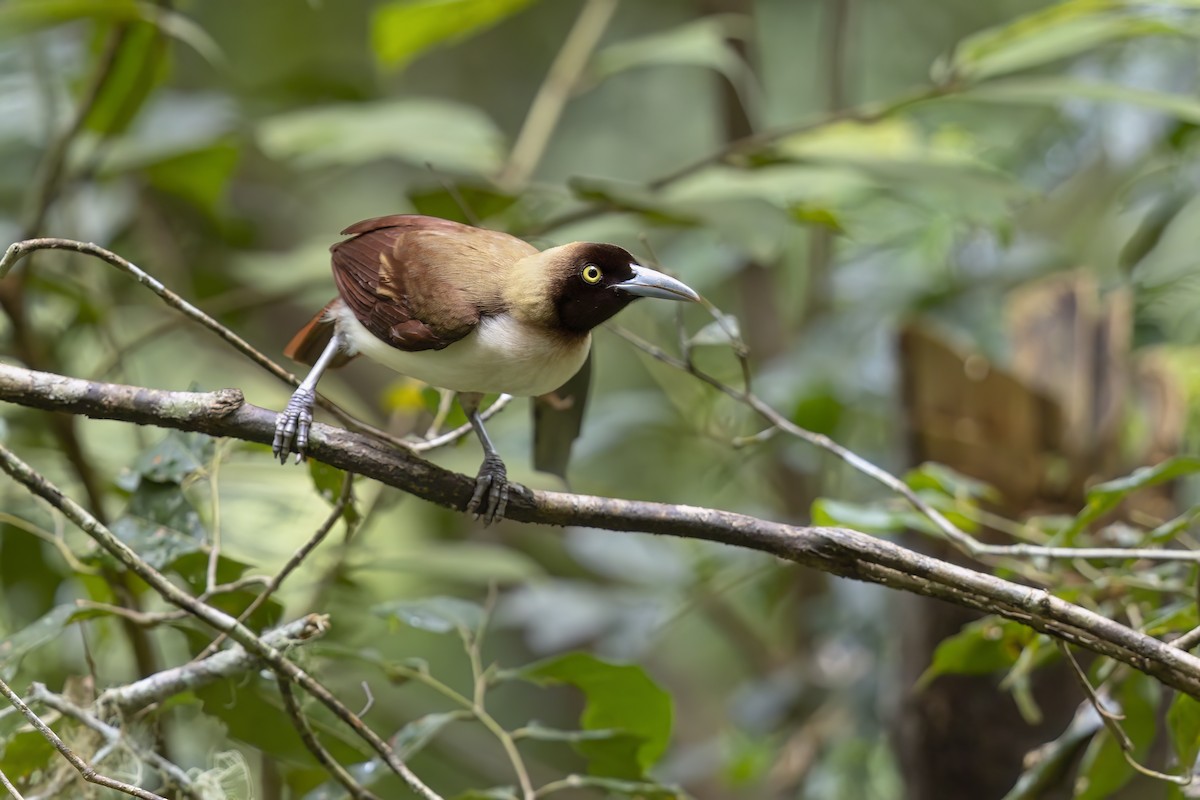 Lesser Bird-of-Paradise - ML627161114