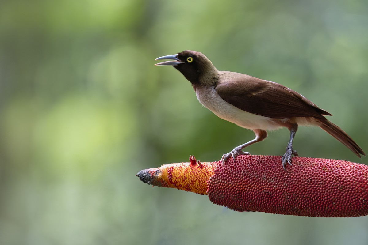 Lesser Bird-of-Paradise - ML627161115