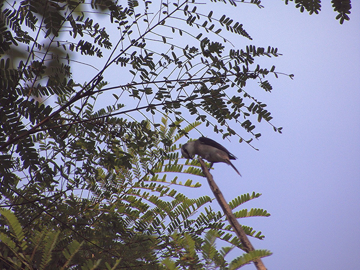 Brown-rumped Minivet - ML627161232