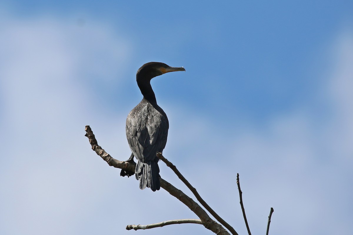 Neotropic Cormorant - ML627161456