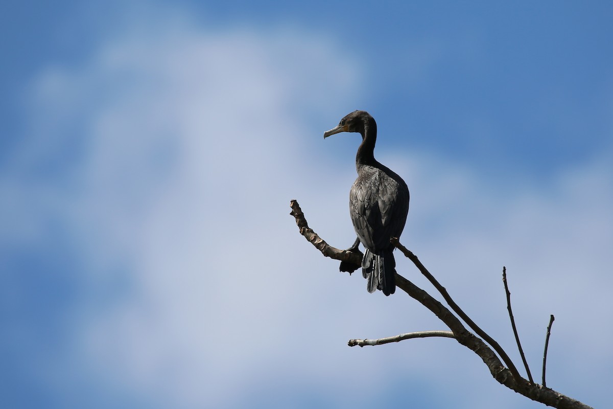 Neotropic Cormorant - ML627161457