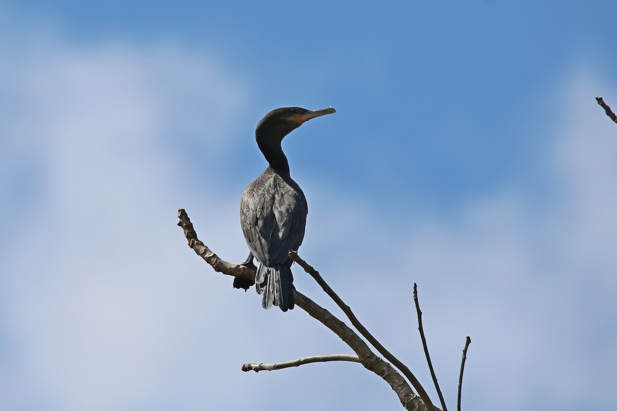 Neotropic Cormorant - ML627161458