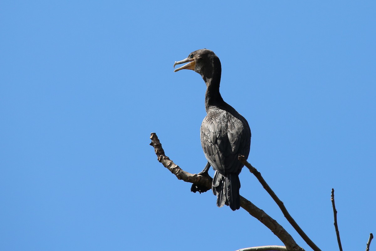 Neotropic Cormorant - ML627161459