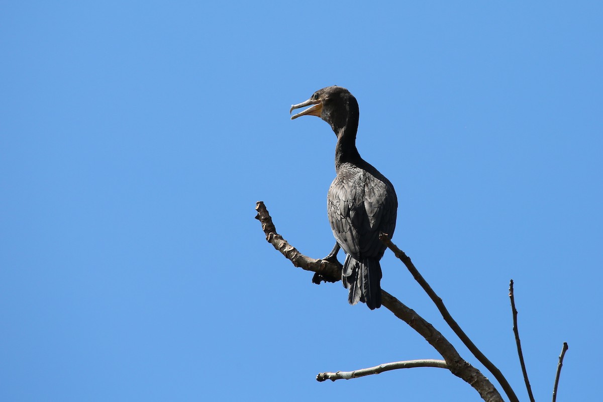 Neotropic Cormorant - ML627161460