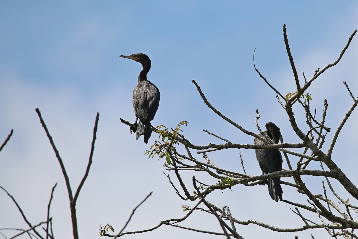 Neotropic Cormorant - ML627161461