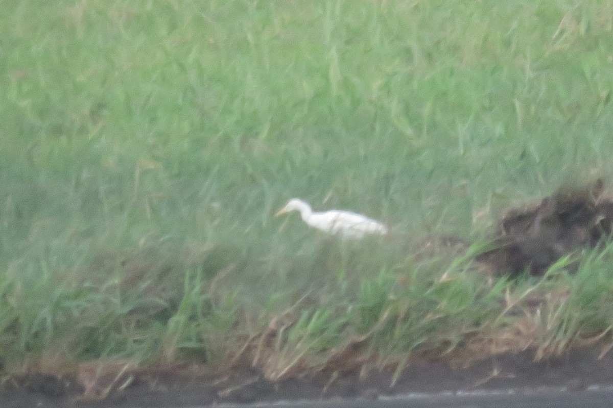 Eastern Cattle-Egret - ML627161635