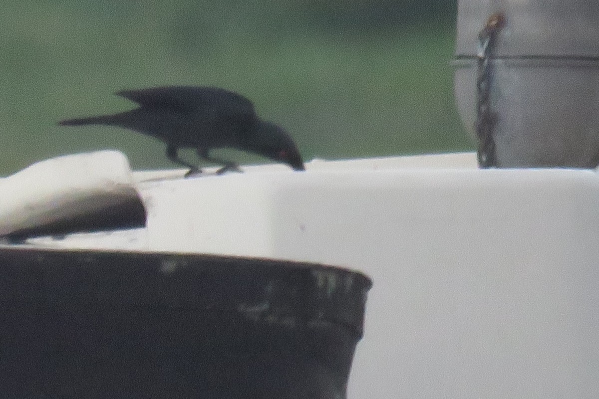 Asian Glossy Starling - ML627161640