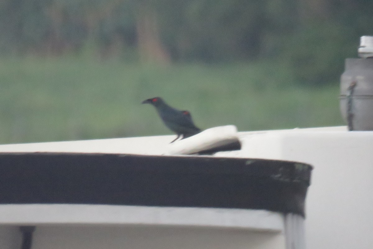 Asian Glossy Starling - ML627161641