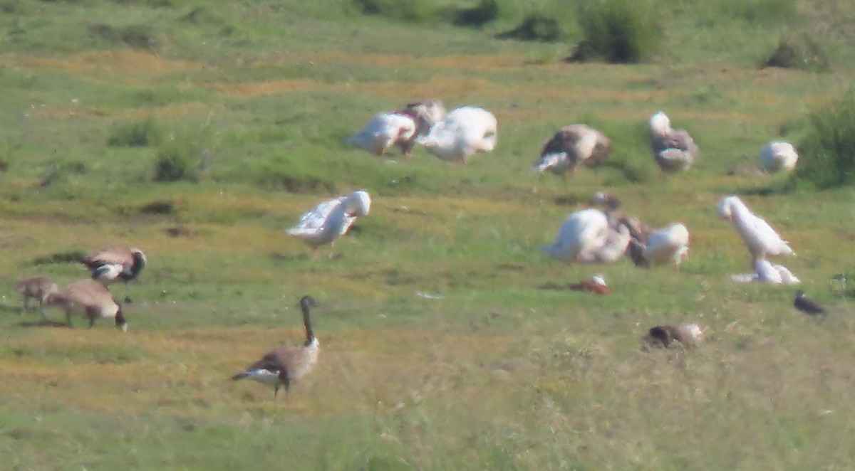 Graylag Goose - ML627161703